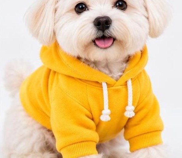 Áo ấm cho chó mèo