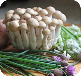 Nấm hải sản