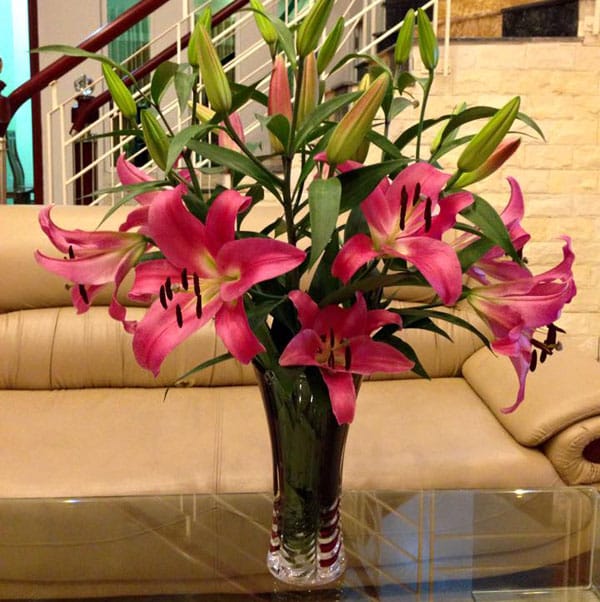 binh-hoa-lily
