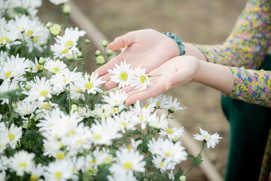 cuc-hoa-mi-hoa-daisy