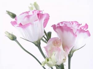 7 Ý nghĩa của Hoa cát tường - Mỏng manh đầy sức hút 8 hoa-cat-tuong (1)