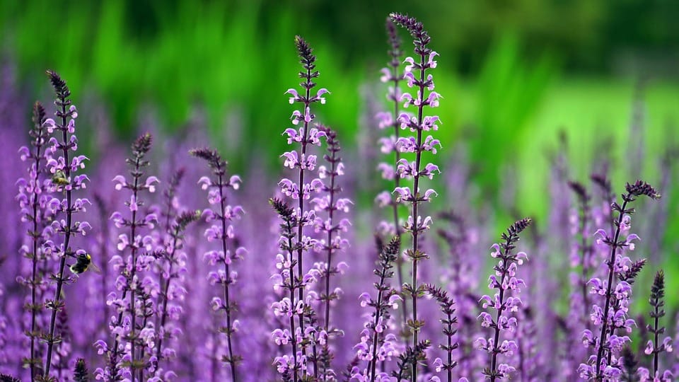 hoa lavenderr