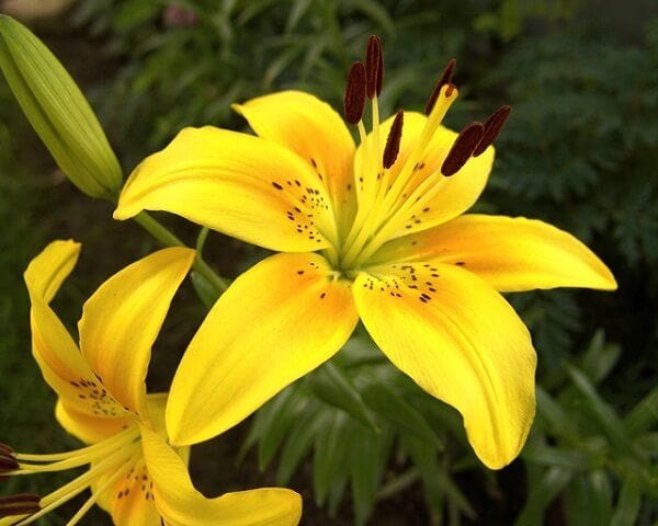 hoa-lily