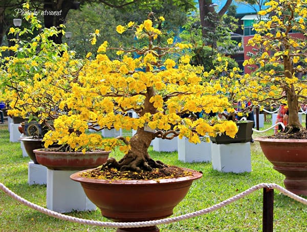 hoa-mai-vang (1)