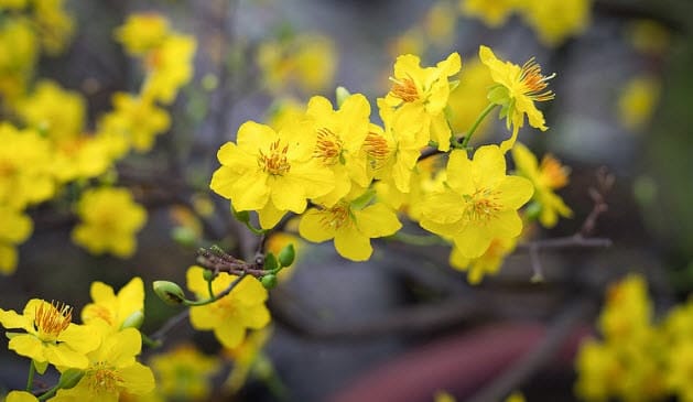 hoa-mai-vang (2)