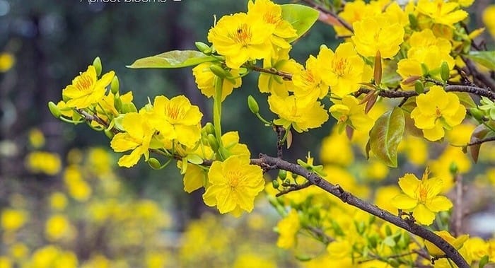 hoa-mai-vang (3)