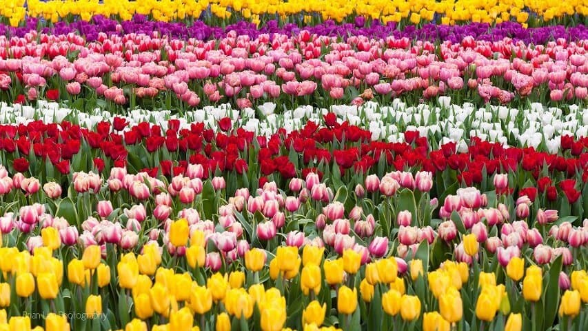 y-hoa-hoa-tulip (1)