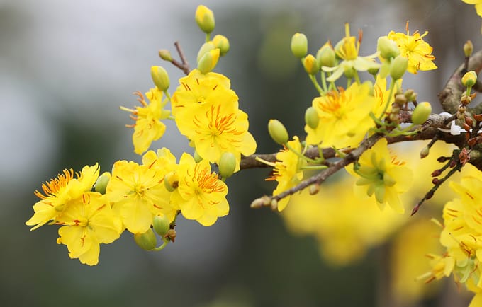 y-nghia-hoa-mai (1)