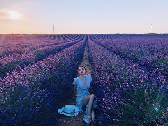 y-nghia-hoa-lavender
