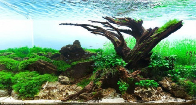 Hồ thủy sinh 60-120 cm 